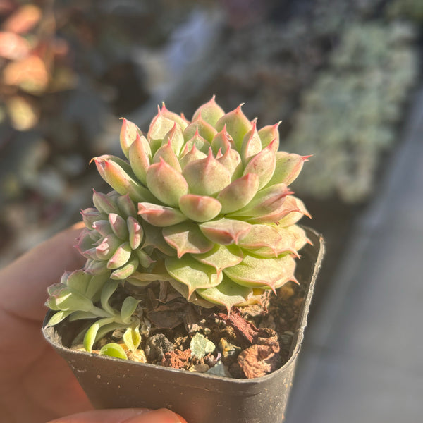 Echeveria Sea Urchin 海胆