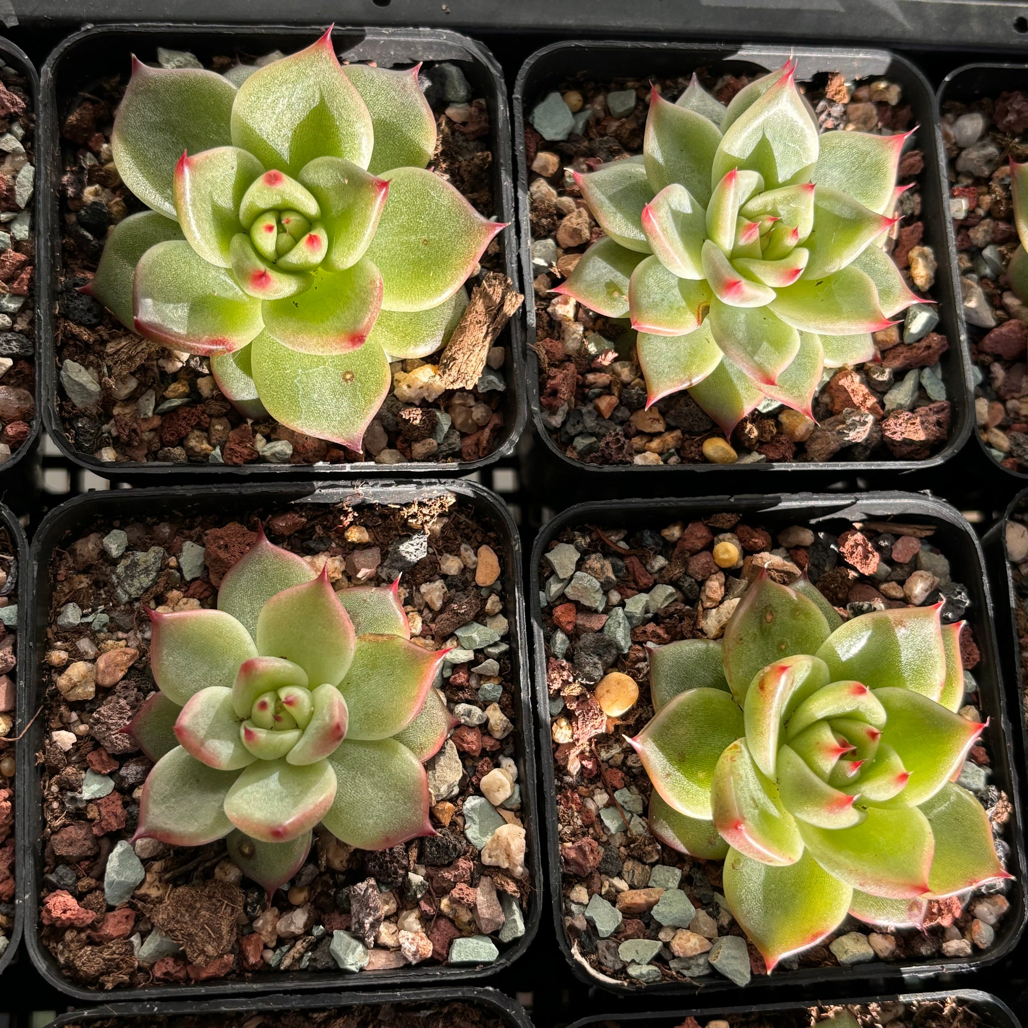 M✧succulent ·͜· ︎︎ᕷ Echeveria Andromeda 仙女座Succulent Delight new hybrid