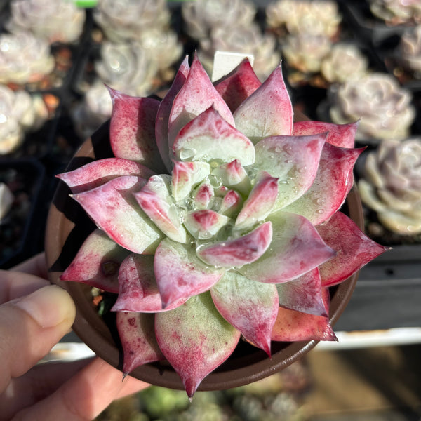 Echeveria Colorata hybrid 卡罗拉杂 Succulent Delight new hybrid