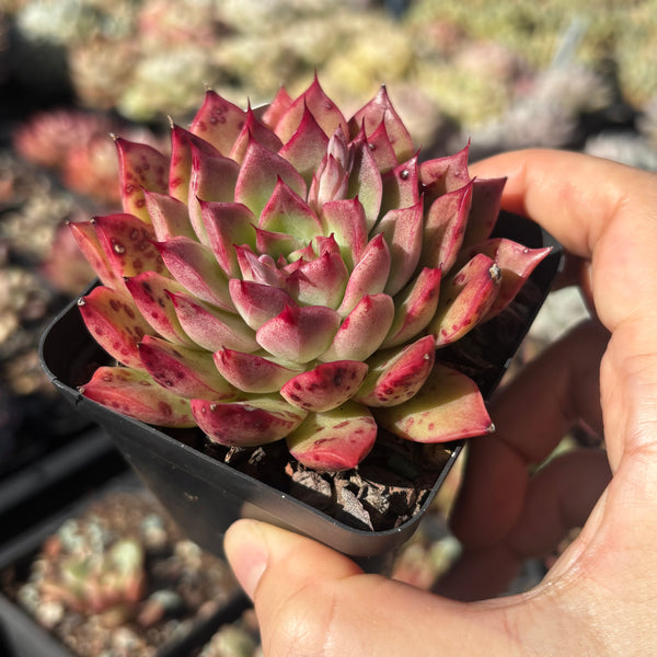 Echeveria Red Queen 红女王 Succulent Delight new hybrid