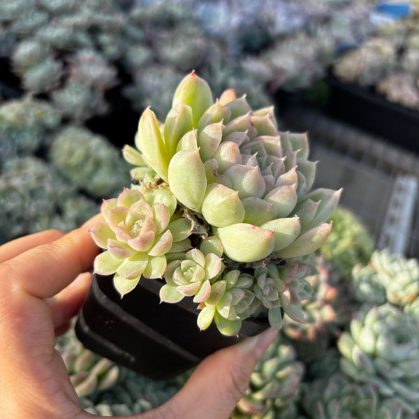 Get the same Echeveria Snow Princess sp cluster No. 5