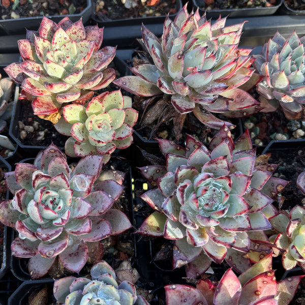 Echeveria Puebla 普埃布拉