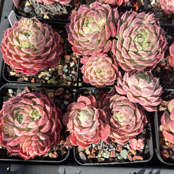 Echeveria Sacred Peach 仙桃