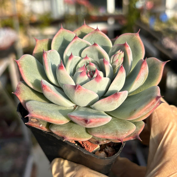 Echeveria chihuahuaensis 吉娃娃