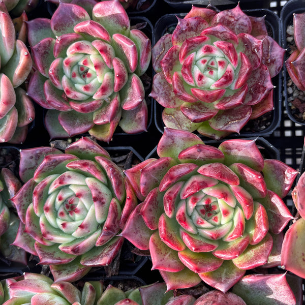 Echeveria Twilight Kiss 暮光之吻 Succulent Delight new hybrid
