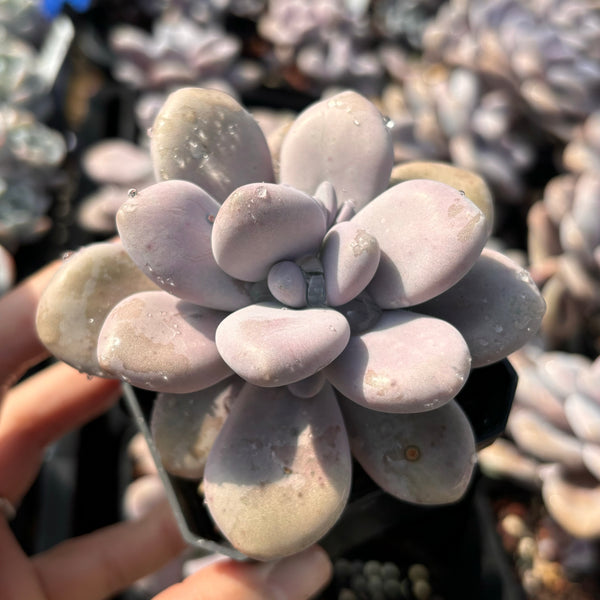 Specail！Graptopetalum Amethystinum Lavender Pebbles 桃蛋