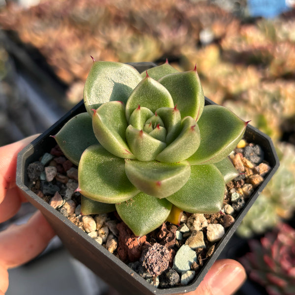 Echeveria Agavoides Holly 冬青东云 Succulent Delight new hybrid