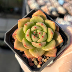 Echeveria Agavoides Alice 东云爱丽丝 Succulent Delight new hybrid