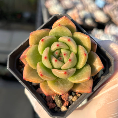 Echeveria Agavoides Alice 东云爱丽丝 Succulent Delight new hybrid