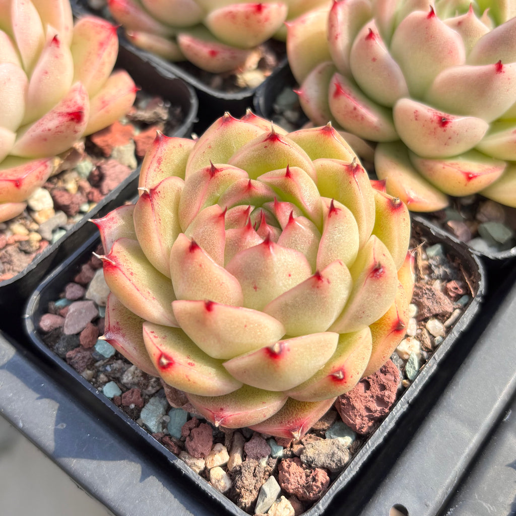 pink tips succulent Echeveria Pink Tips Malgan 粉尖麦秆Succulent Delight new hybrid – Succulents Delight