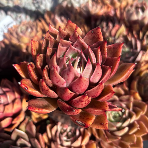 Echeveria Feet of Flames 火焰之舞