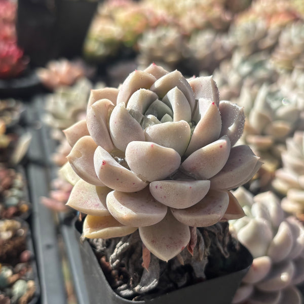 Pachyveria Ocean Beauty 海美人 Succulents Delight New Hybrid