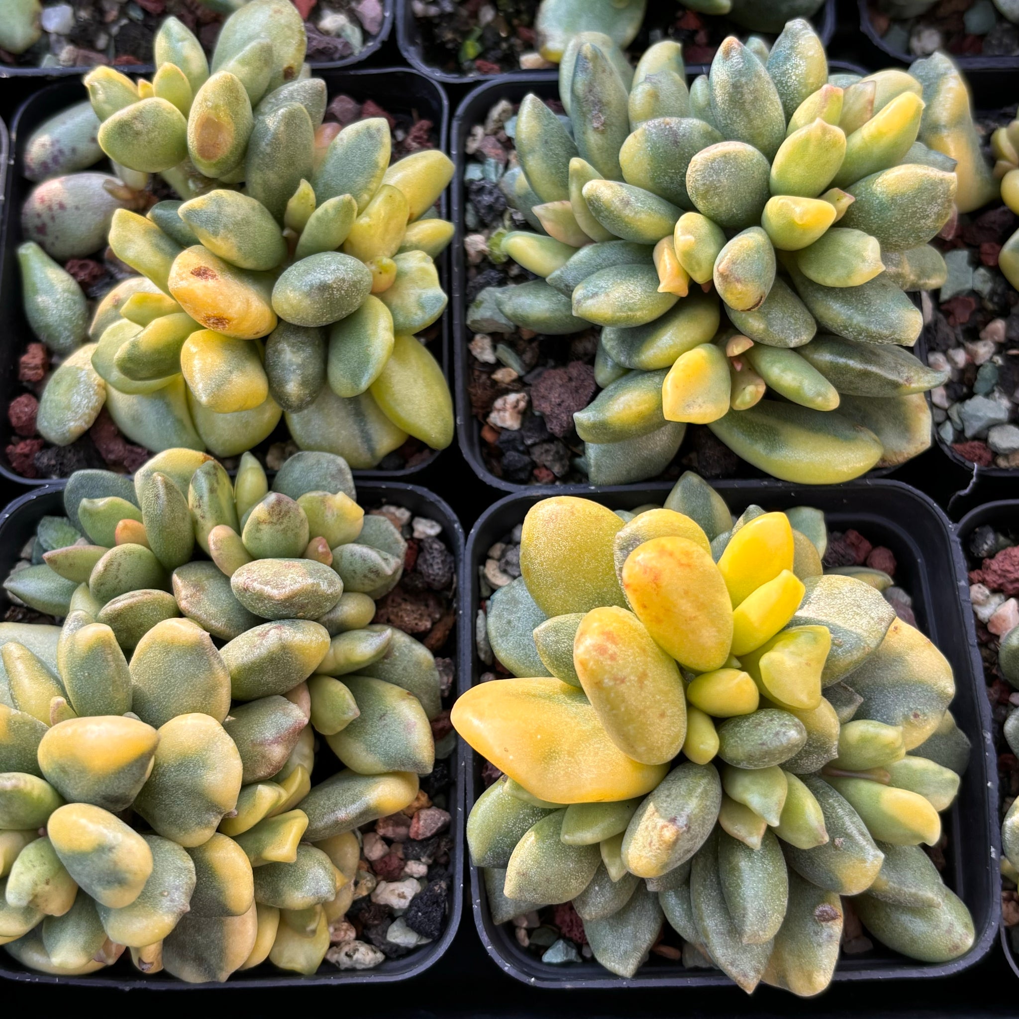 Adromischus hemisphaericus variegata 松虫水泡锦