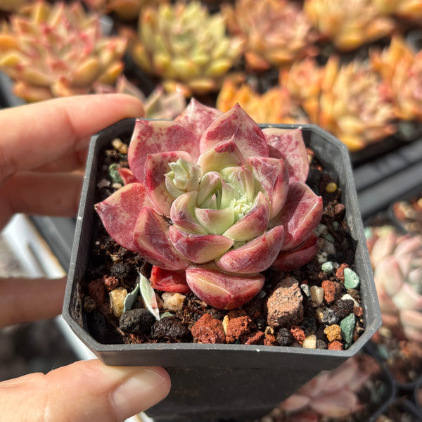 Echeveria Rochelle (with dark lines) 洛雪 带暗纹 Succulents Delight New Hybrid