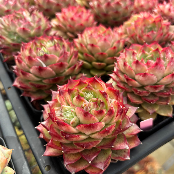Echeveria Conch Girl/ Seashell 海螺/海螺姑娘