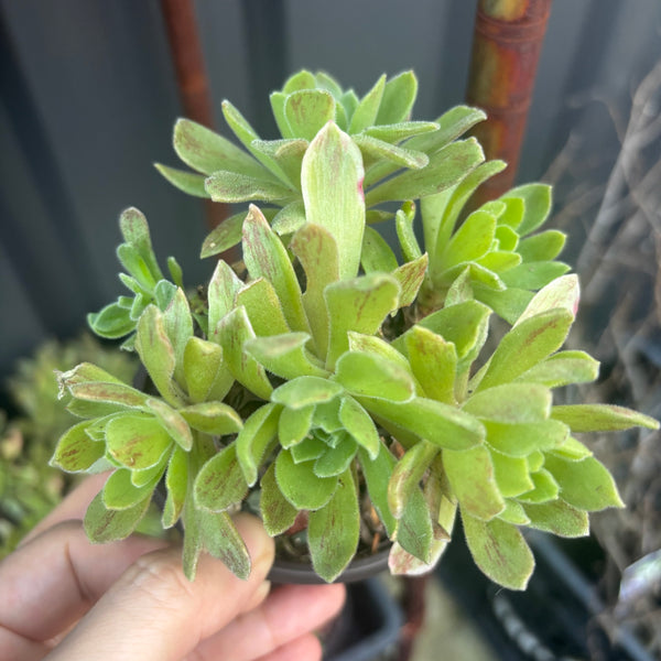 Aeonium Ballerina cluster 冰绒法师