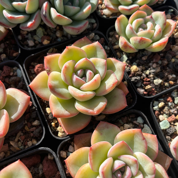 Echeveria Snow Flake 雪花