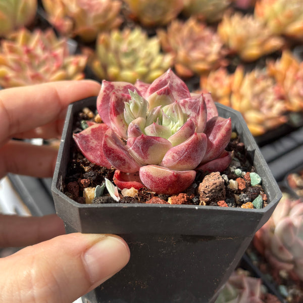 Echeveria Rochelle (with dark lines) 洛雪 带暗纹 Succulents Delight New Hybrid