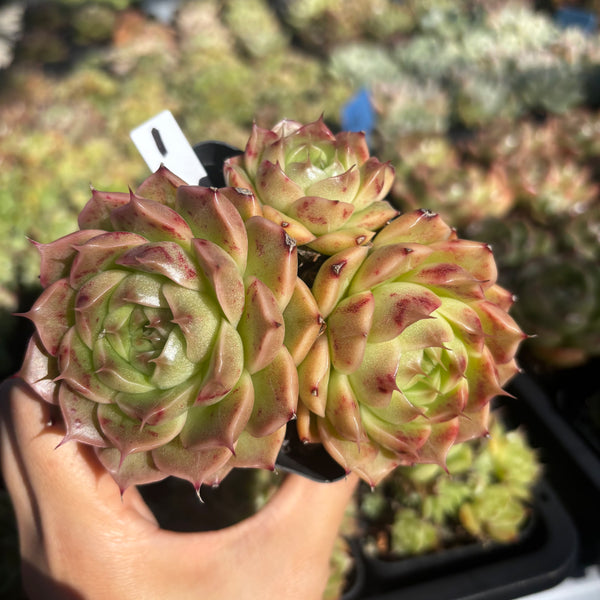 Get the same Echeveria Mulgan sp cluster No. 1