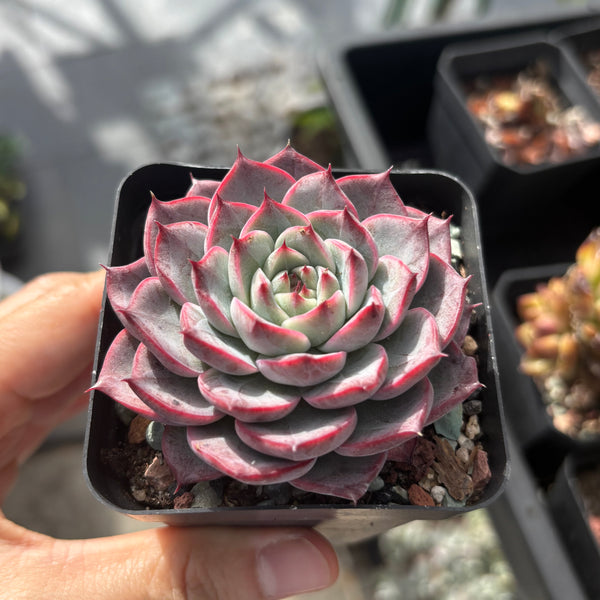 Echeveria Roulette 轮盘 Succulent Delight 2026 new hybrid