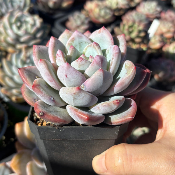 Echeveria Monica 梦卡 Succulent Delight 2026 new hybrid