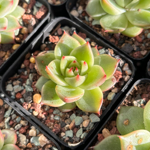 Echeveria Andromeda 仙女座 Succulent Delight new hybrid
