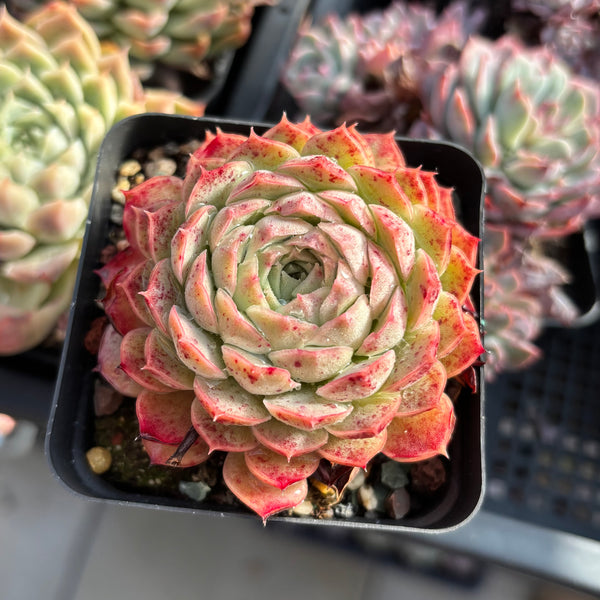 Echeveria Sacred Peach 仙桃