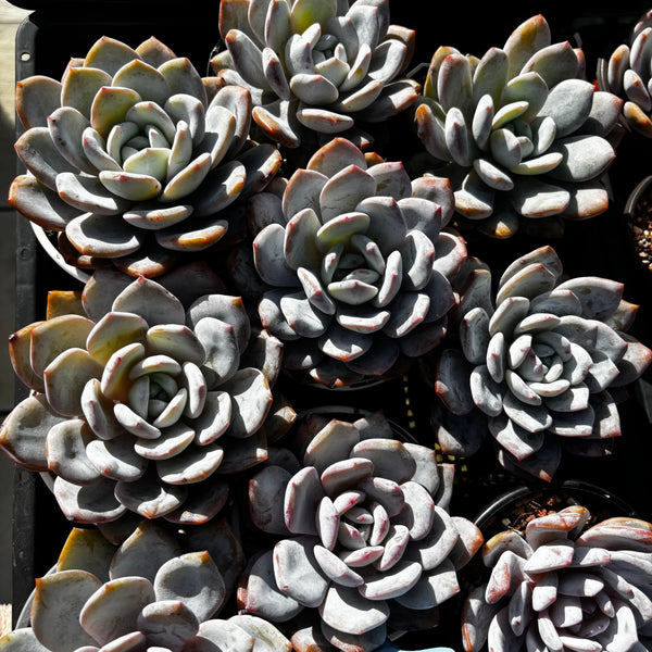 Echeveria Snow Angel 雪天使