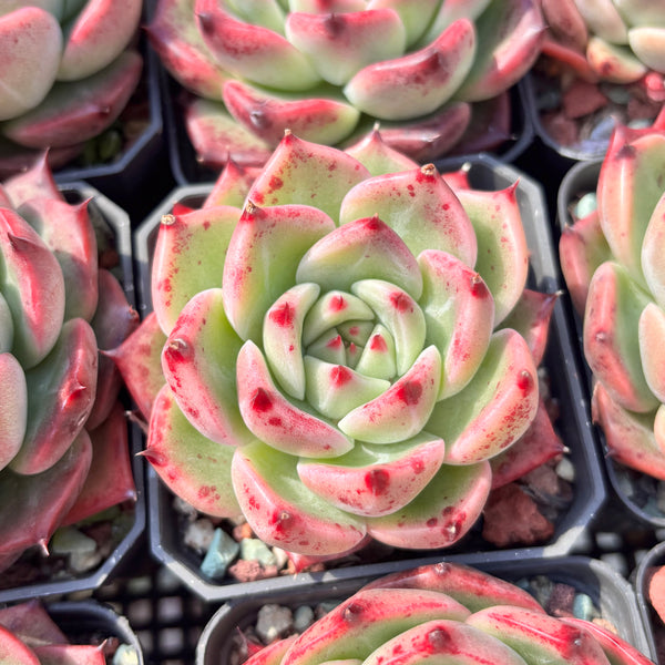 Echeveria Twilight Kiss 暮光之吻 Succulent Delight new hybrid