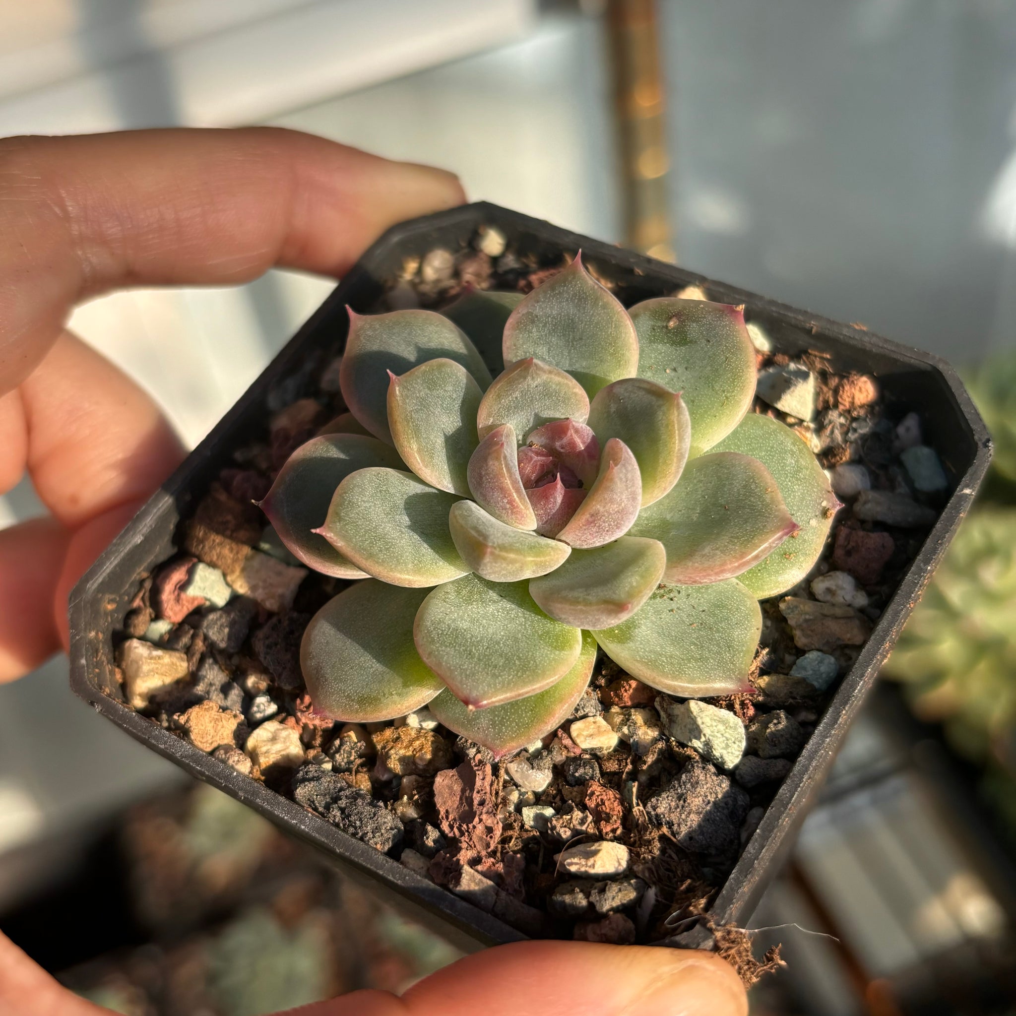 Echeveria Rose Dream 玫瑰梦Succulent Delight new hybrid
