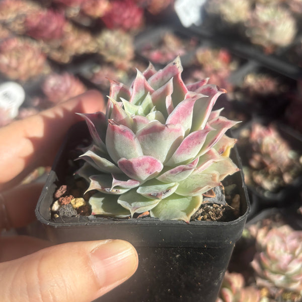 Echeveria Simulans Ascension 蓝丝绒