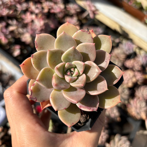 Echeveria Pretty in Pink 红粉佳人
