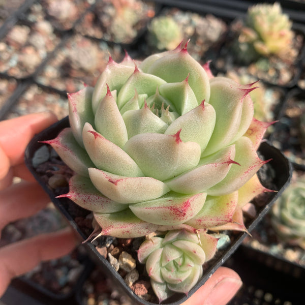 Echeveria Crystal Malgan 水晶麦秆