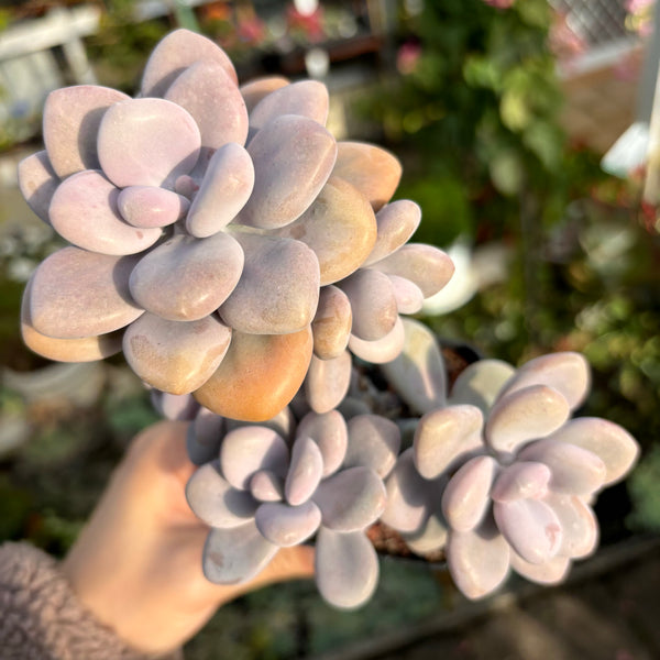 Graptopetalum Amethystinum Lavender Pebbles cluster 桃蛋群