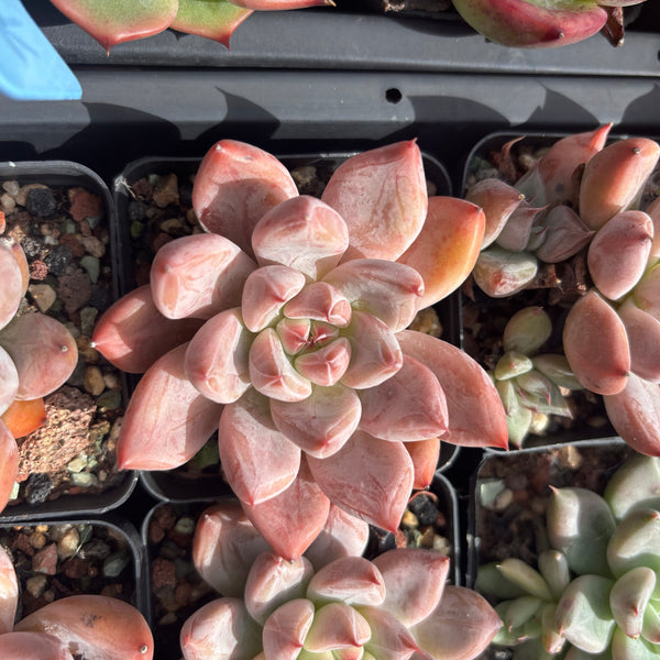 Echeveria Katelyn 凯特琳