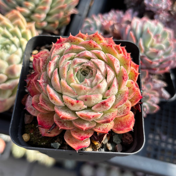 Echeveria Sacred Peach 仙桃
