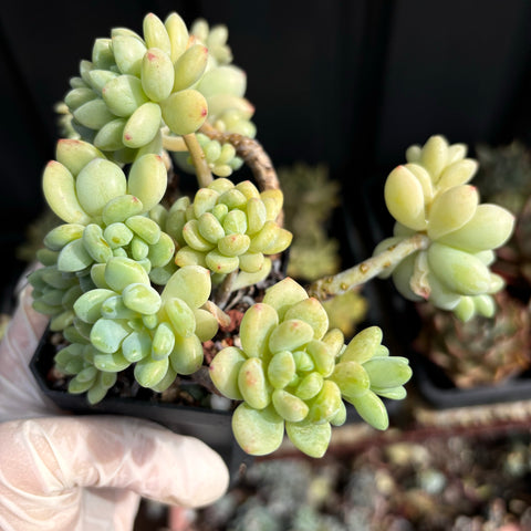 Sedum clavatum R.T.Clausen daisy bloom 凝脂莲