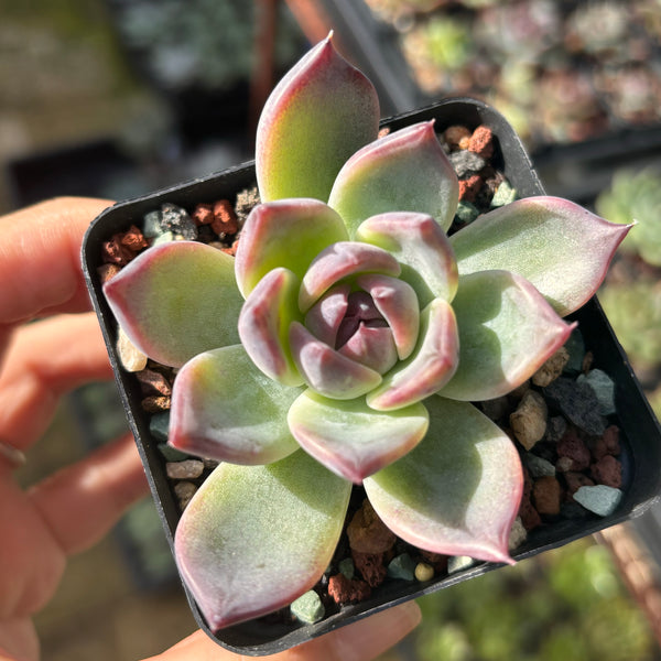 Echeveria Purple Fairy 紫霞仙子 Succulent Delight new hybrid