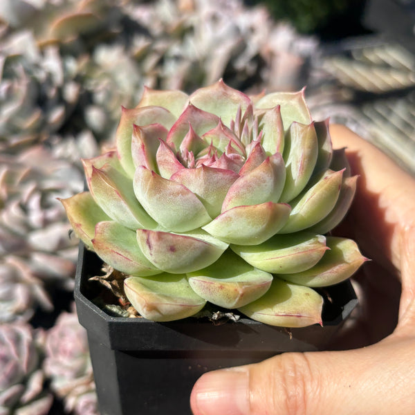 Echeveria Silhouette 糖心剪影 Succulent Delight 2026 new hybrid