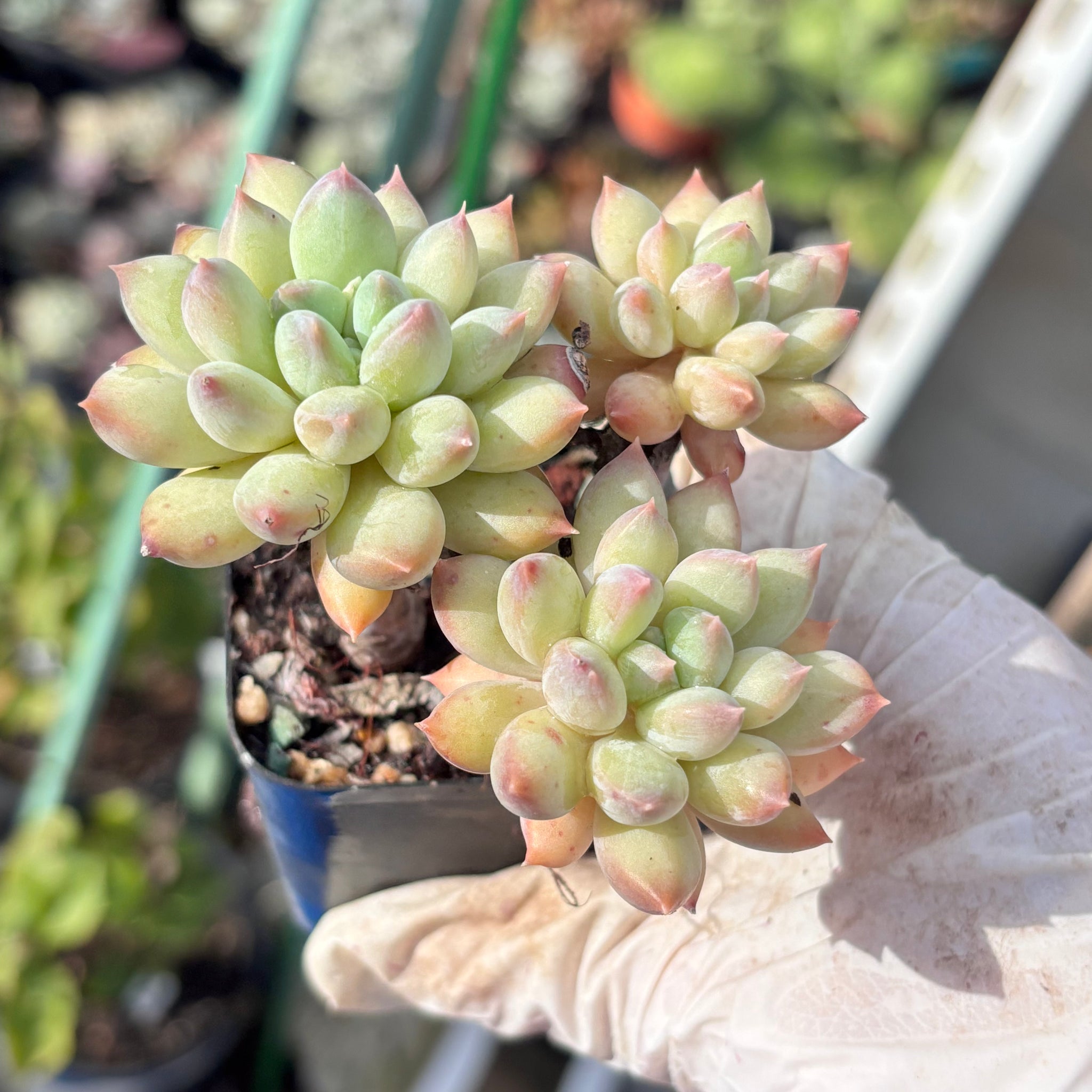 Pachyveria Sweet Bean 甜豆