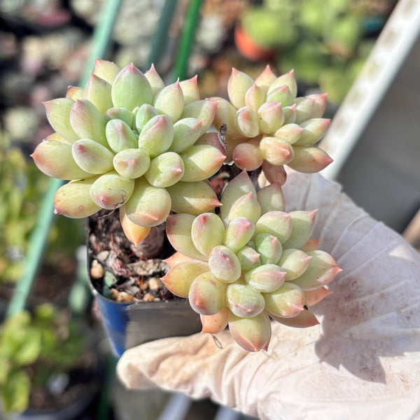 Pachyveria Sweet Bean 甜豆