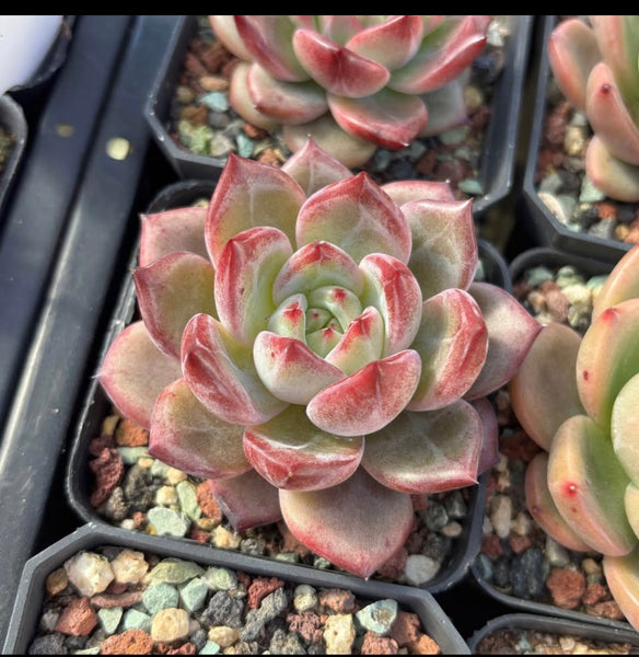Echeveria Champaign Red Snow - with dark lines - Succulent Delight new hybrid