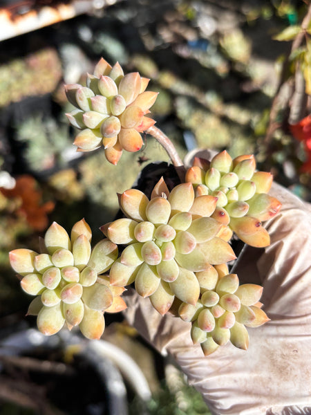 Pachyveria Sweet Bean 甜豆