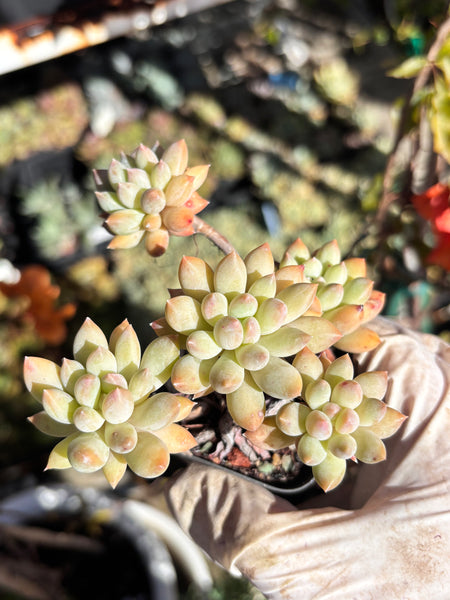 Pachyveria Sweet Bean 甜豆