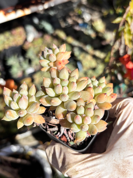 Pachyveria Sweet Bean 甜豆