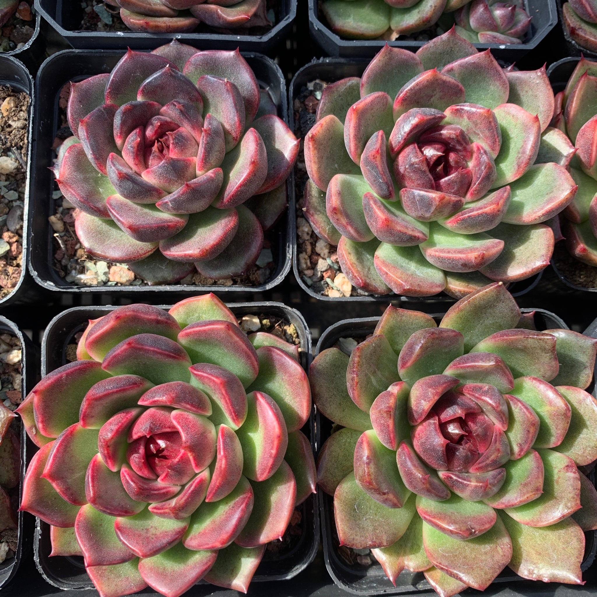 Echeveria Fantasy Jade 梦幻翡翠 Succulent Delight New Hybrid