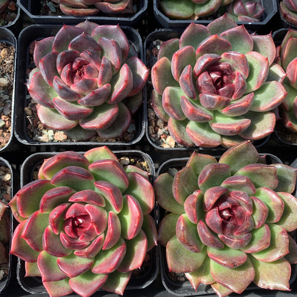 Echeveria Fantasy Jade 梦幻翡翠 Succulent Delight New Hybrid