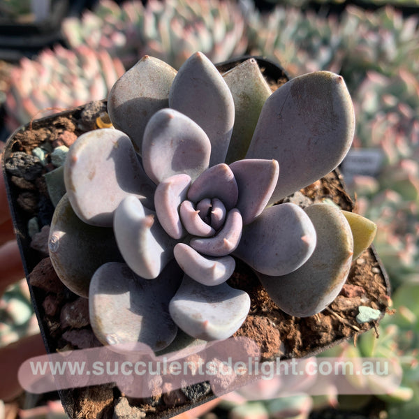 Echeveria rodolfi 鲁道夫