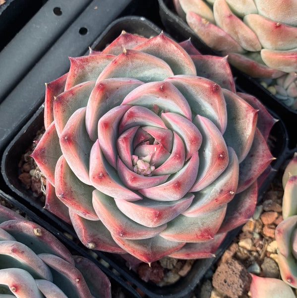Echeveria Peach Grove 桃林 Succulents Delight New Hybrid
