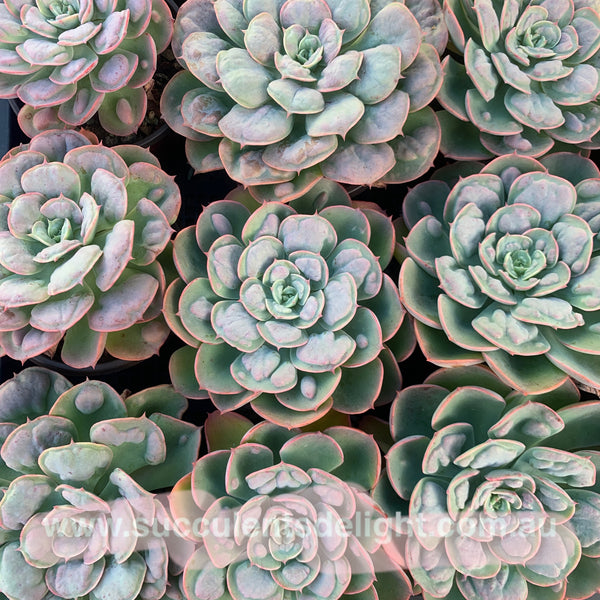 Echeveria Rain Drops 雨滴